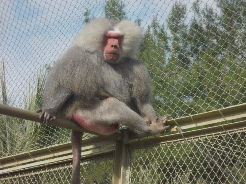 hayvanat bahçesi foto 1