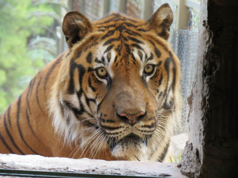 hayvanat bahcesi foto 2