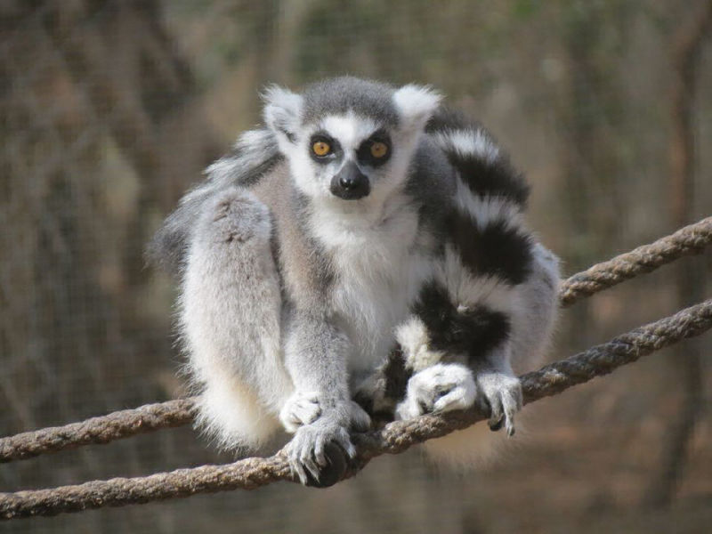 hayvanat bahcesi foto 3