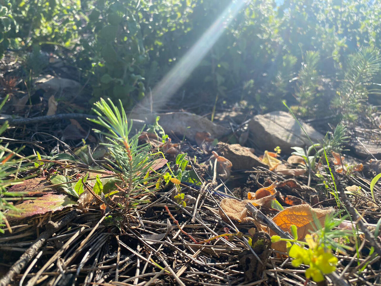 orman-teskilati-yangin-sezonuna-hazir_5858_dhaphoto2