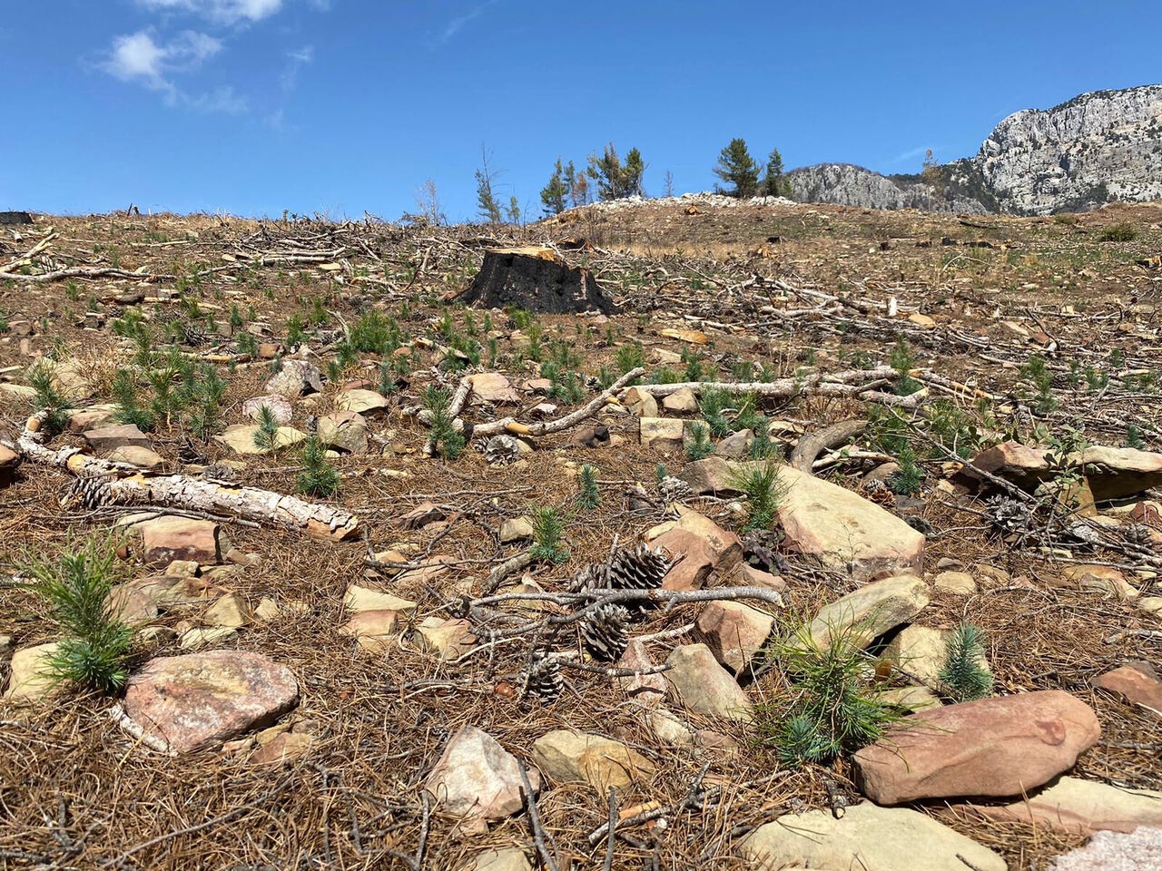 orman-teskilati-yangin-sezonuna-hazir_5858_dhaphoto4