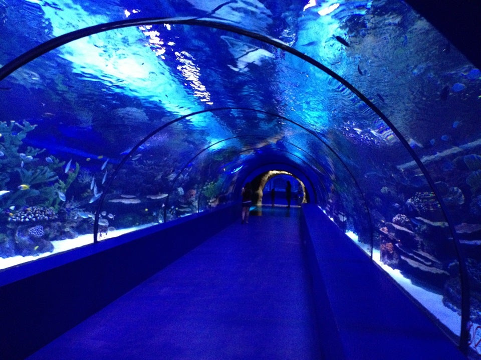 Antalya-Konyaalti-Akvaryumu-Aquarium