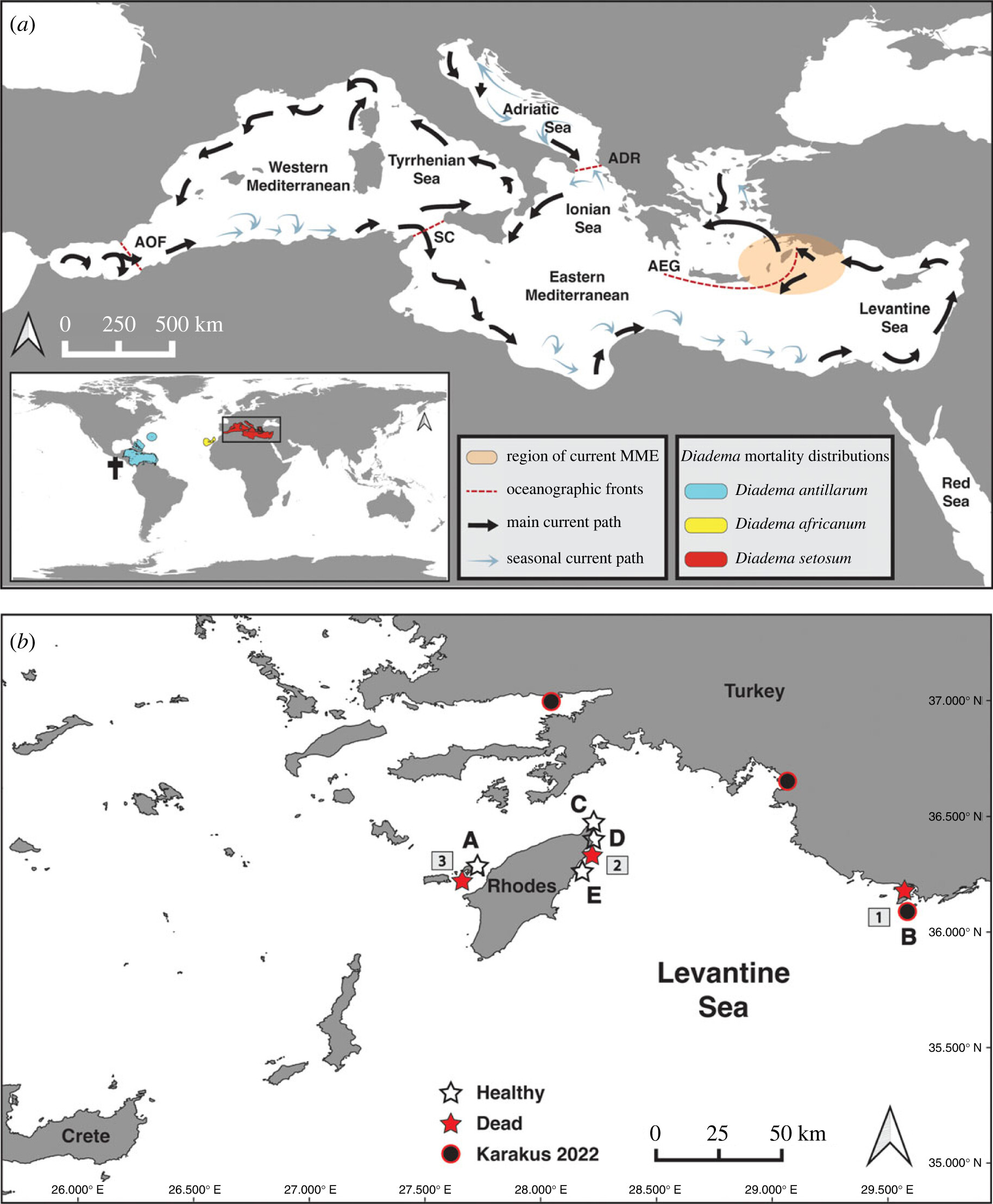 dogu-akdenizde-istilaci-deniz-kestanelerinde-kitlesel-olum_5143_dhaphoto4