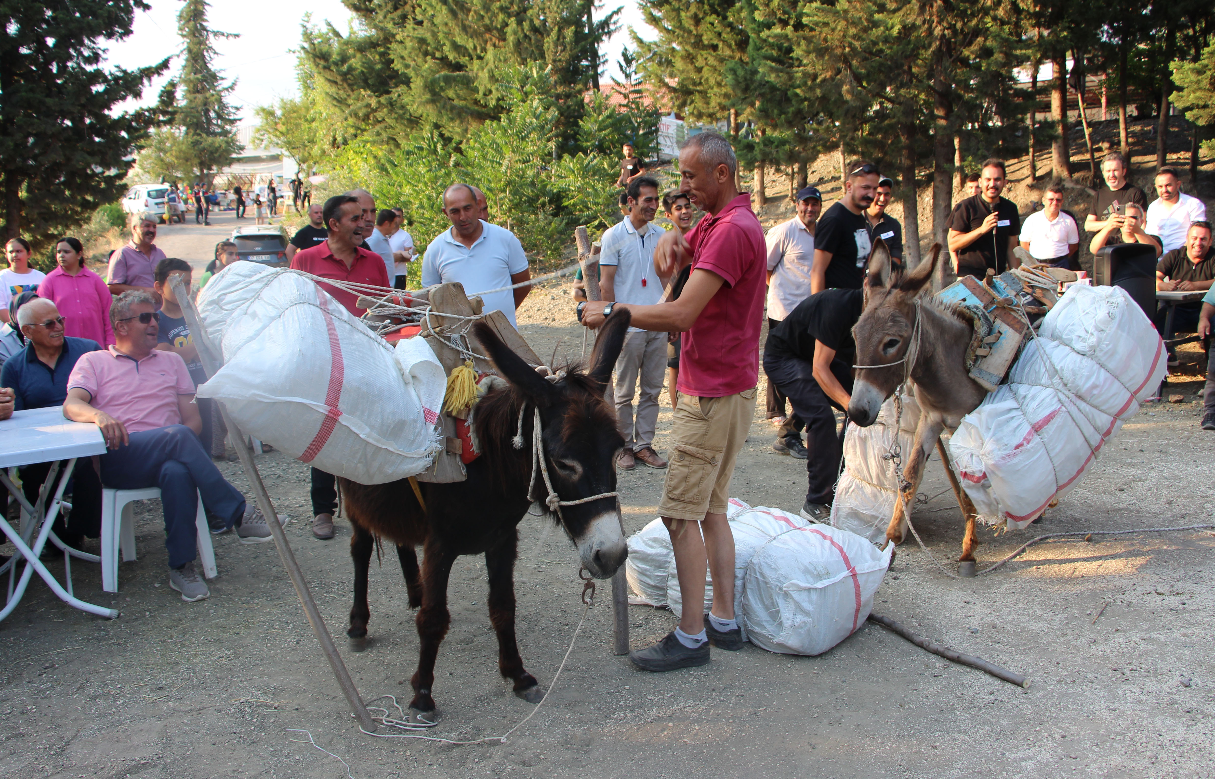 bayram-festivalinde-esege-saman-yukleme-yarismasi-ilgi-gordu_2591_dhaphoto1