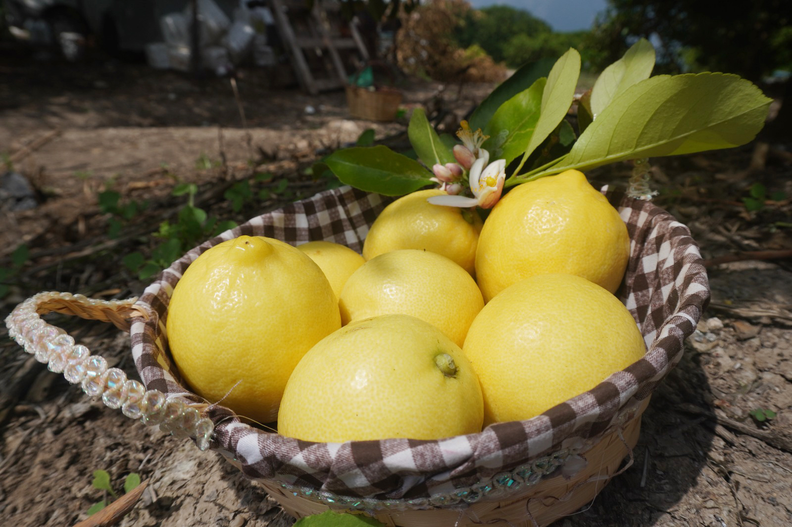 finikenin-limon-ve-nari-nuhun-ambari-listesinde_4415_dhaphoto1