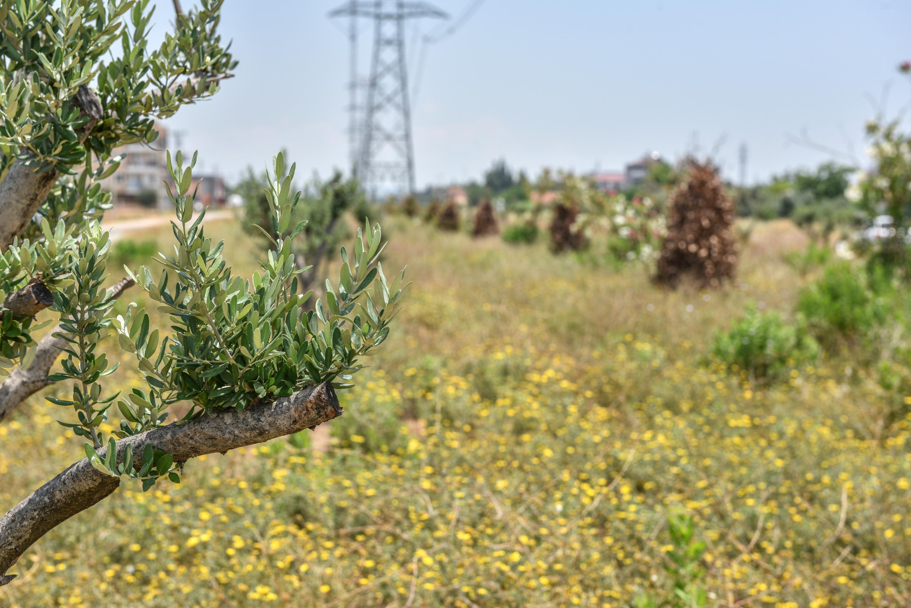 Kepez-kocaman-bir-zeytin-bahcesi-oluyor_6