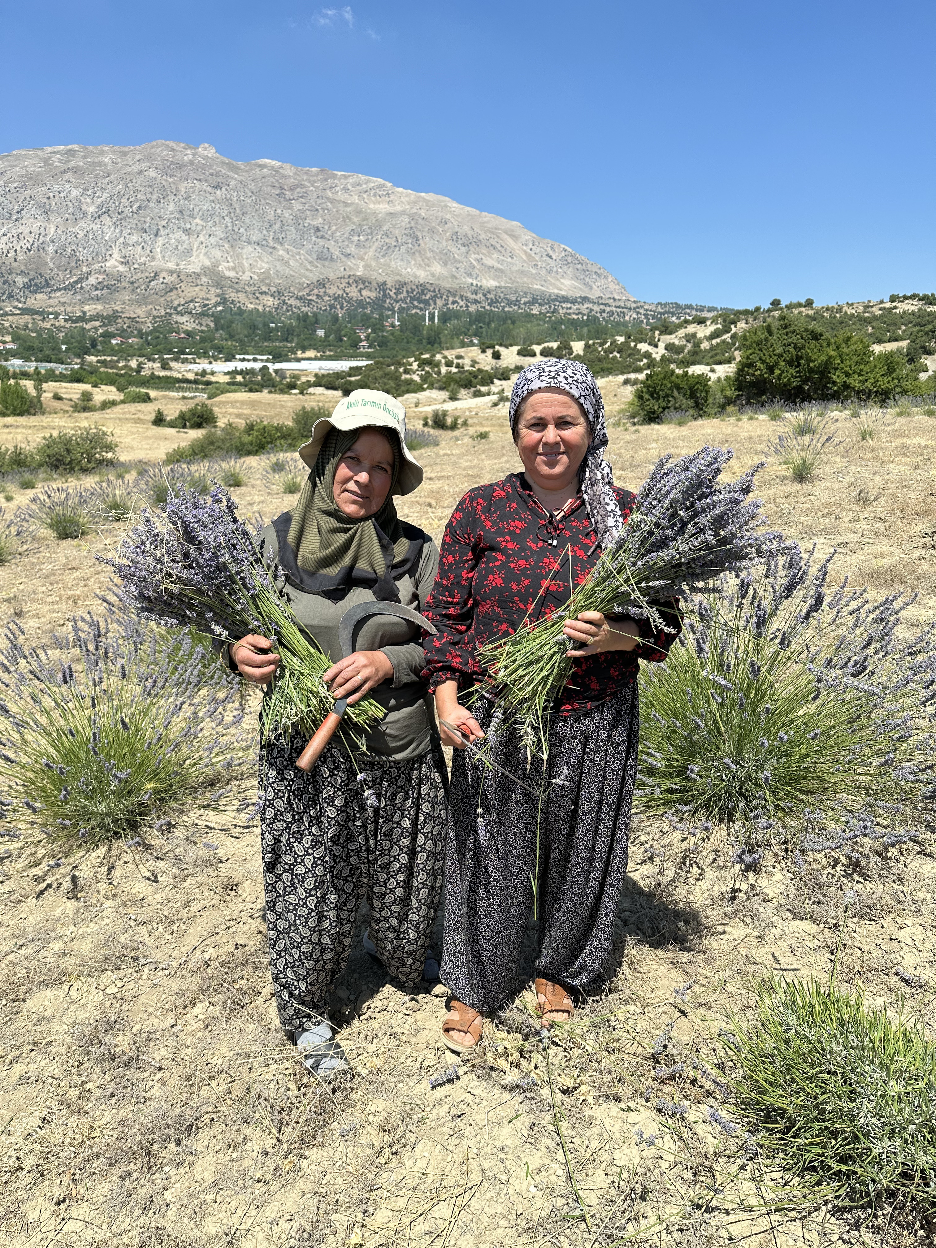 Kaş Lavanta Hasatı (16)