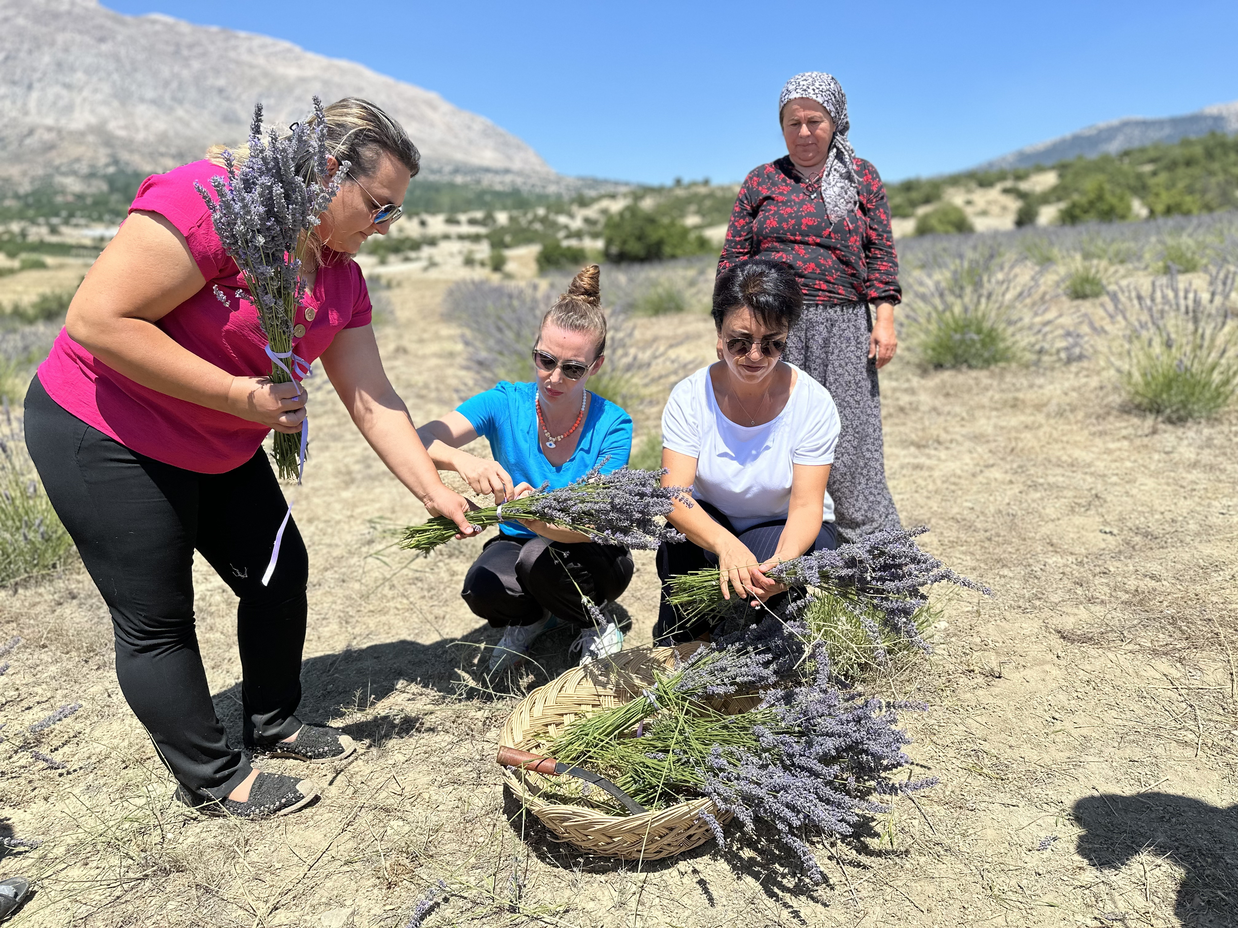 Kaş Lavanta Hasatı (17)