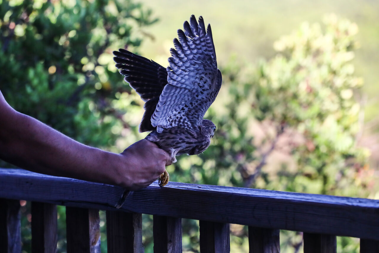 Tedavi Edilen Kerkenez Doğaya Salındı  (7)