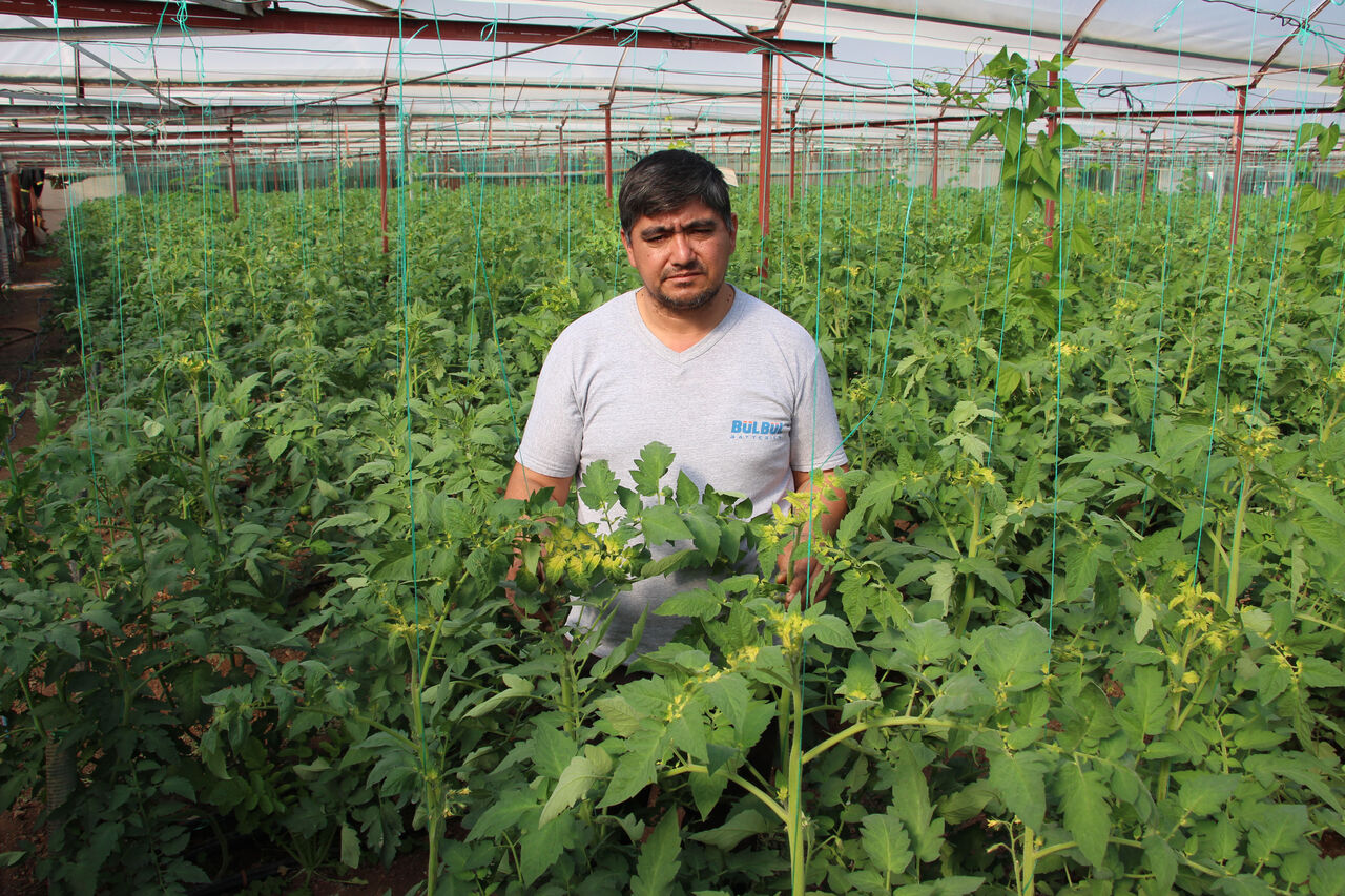 domates-serasina-ilacla-zarar-verildigi-iddiasi_9111_dhaphoto2