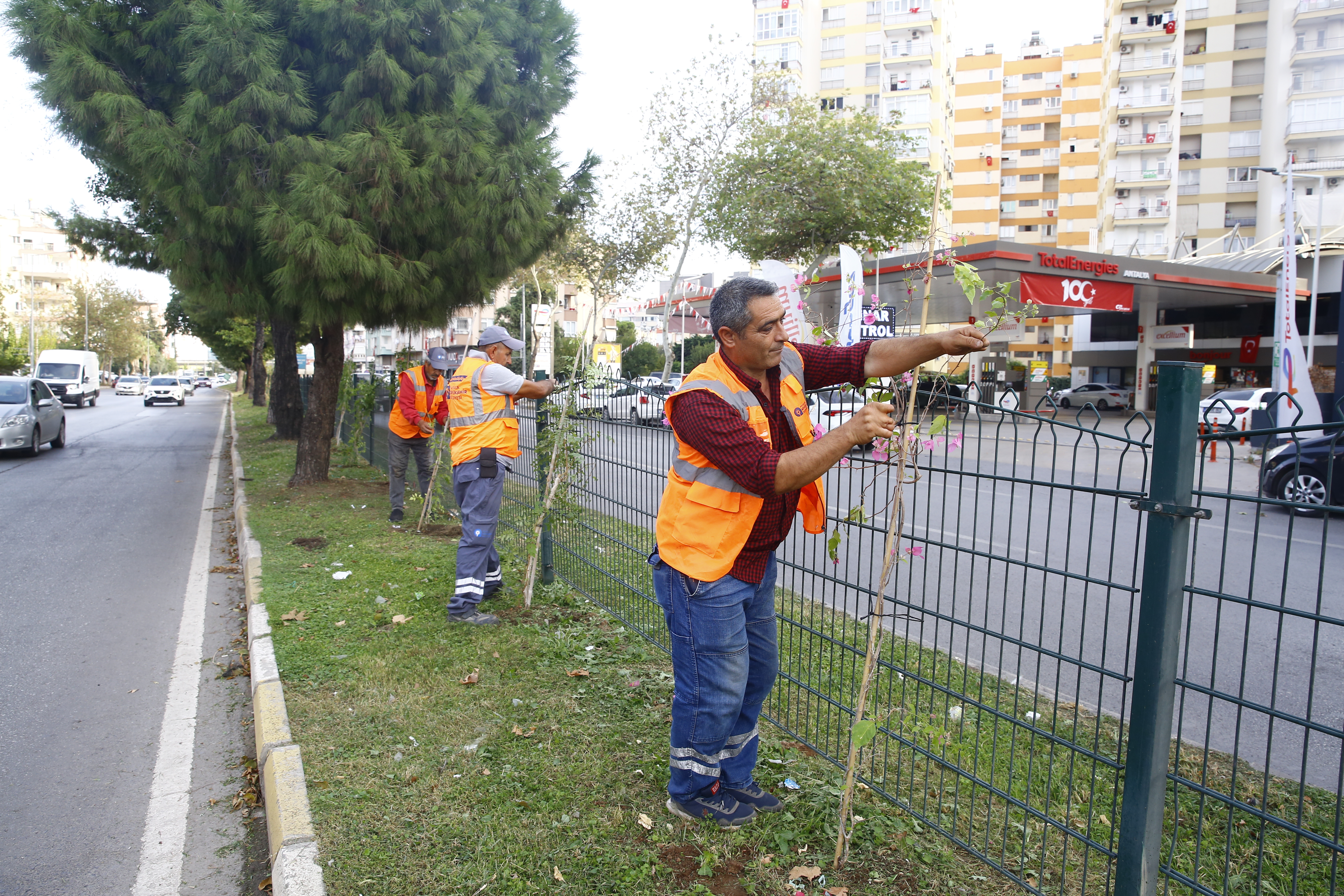 Mevlana Kavşağı Refüj Çiçeklendirme Çalışması-5