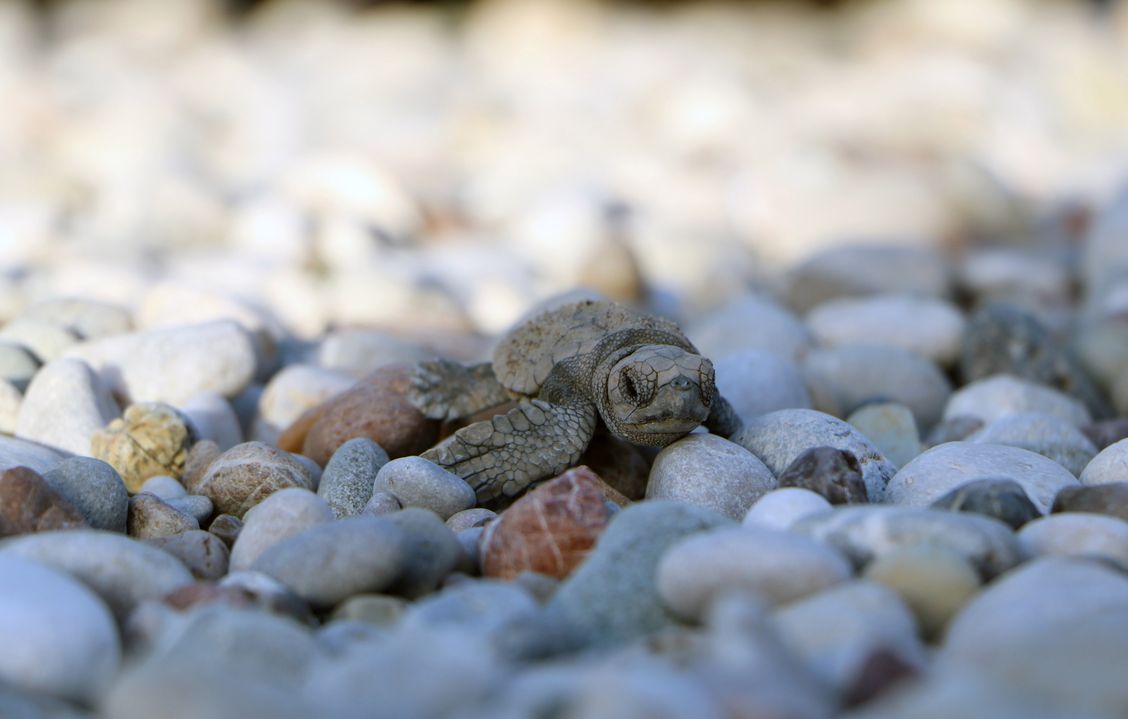 153-bin-yavru-caretta-caretta-denizle-bulustu_1321_dhaphoto7