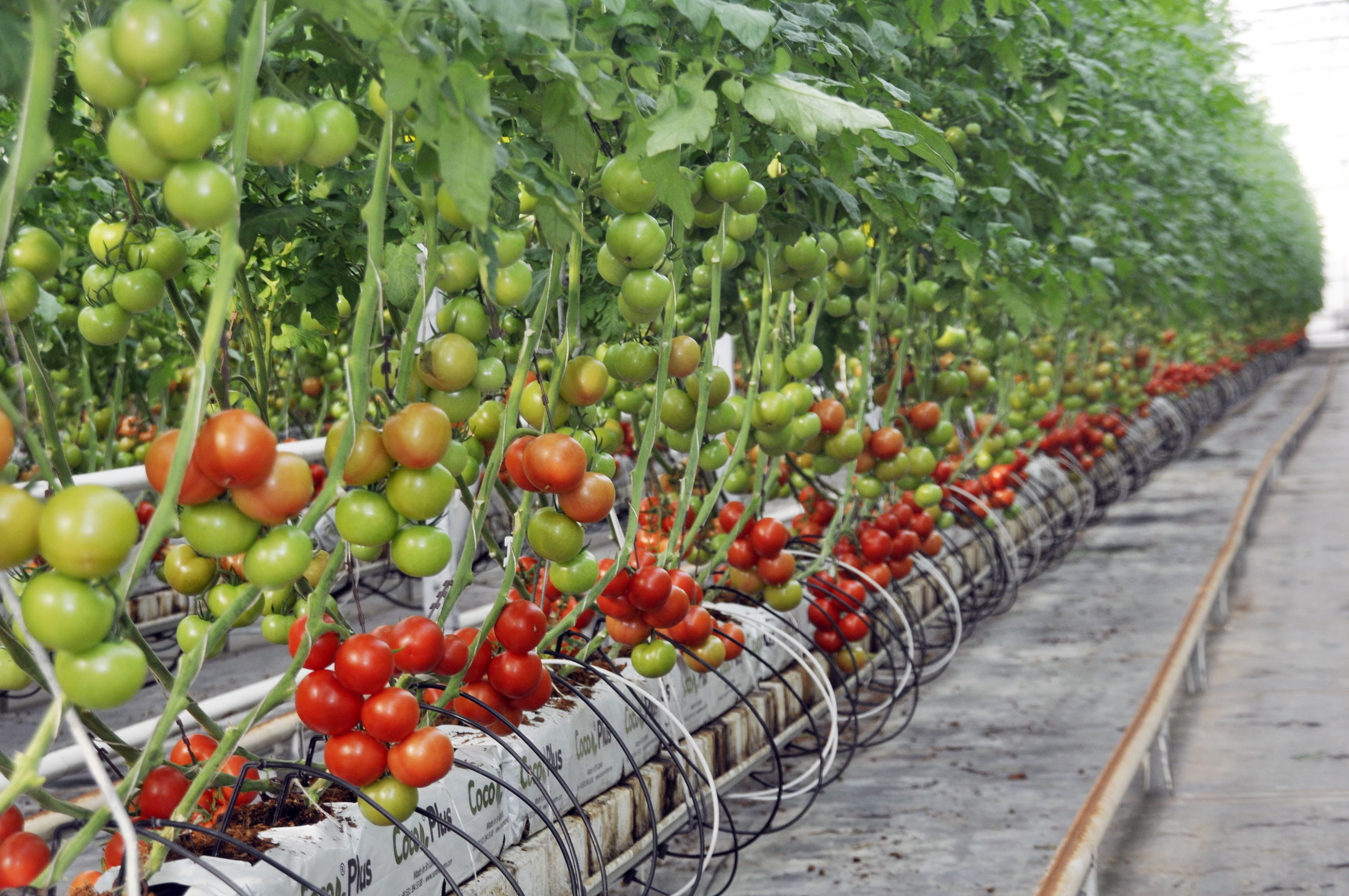 antalya-topraksiz-ortu-alti-tarimda-da-zirvede_1097_dhaphoto3