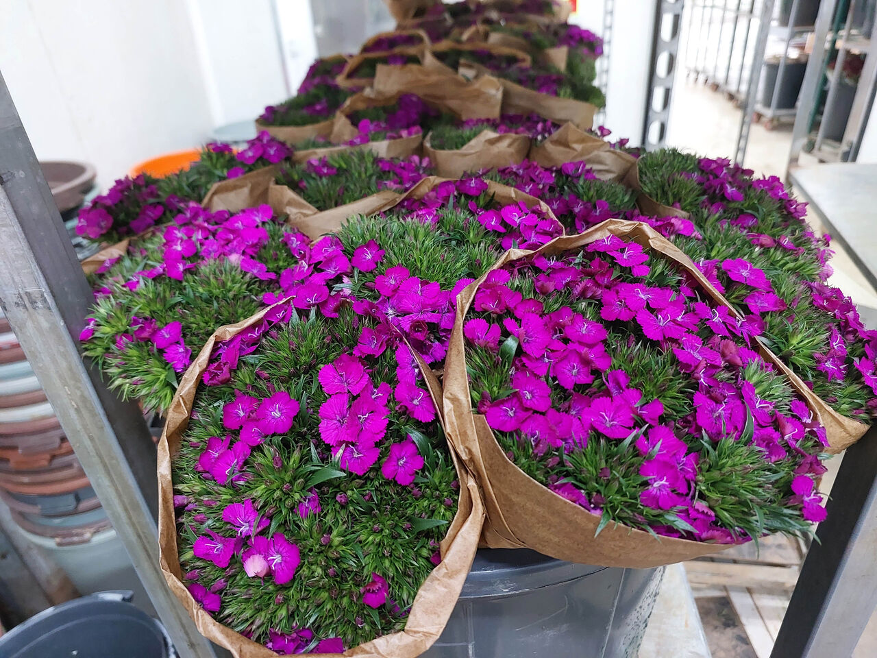 kisi-basi-yillik-cicek-tuketimi-avrupada-100-turkiyede-3-euro_5059_dhaphoto3