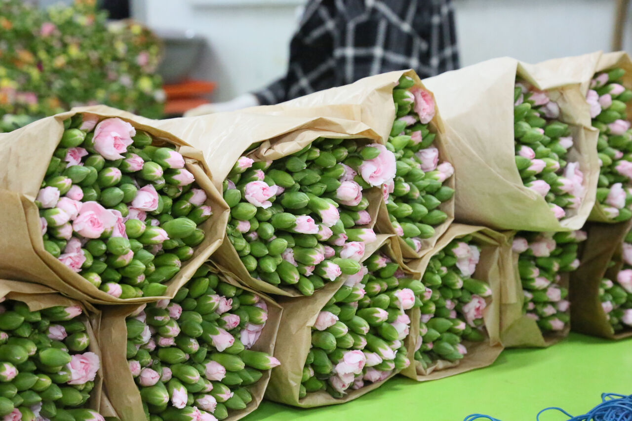 kisi-basi-yillik-cicek-tuketimi-avrupada-100-turkiyede-3-euro_5059_dhaphoto4