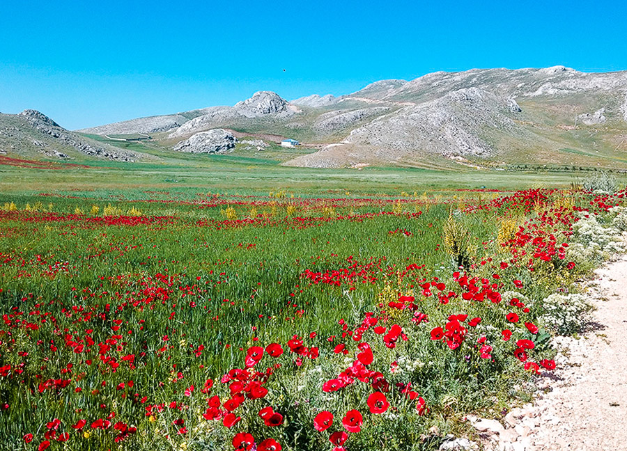 sobuce_yaylasi_gelincik_tarlasi