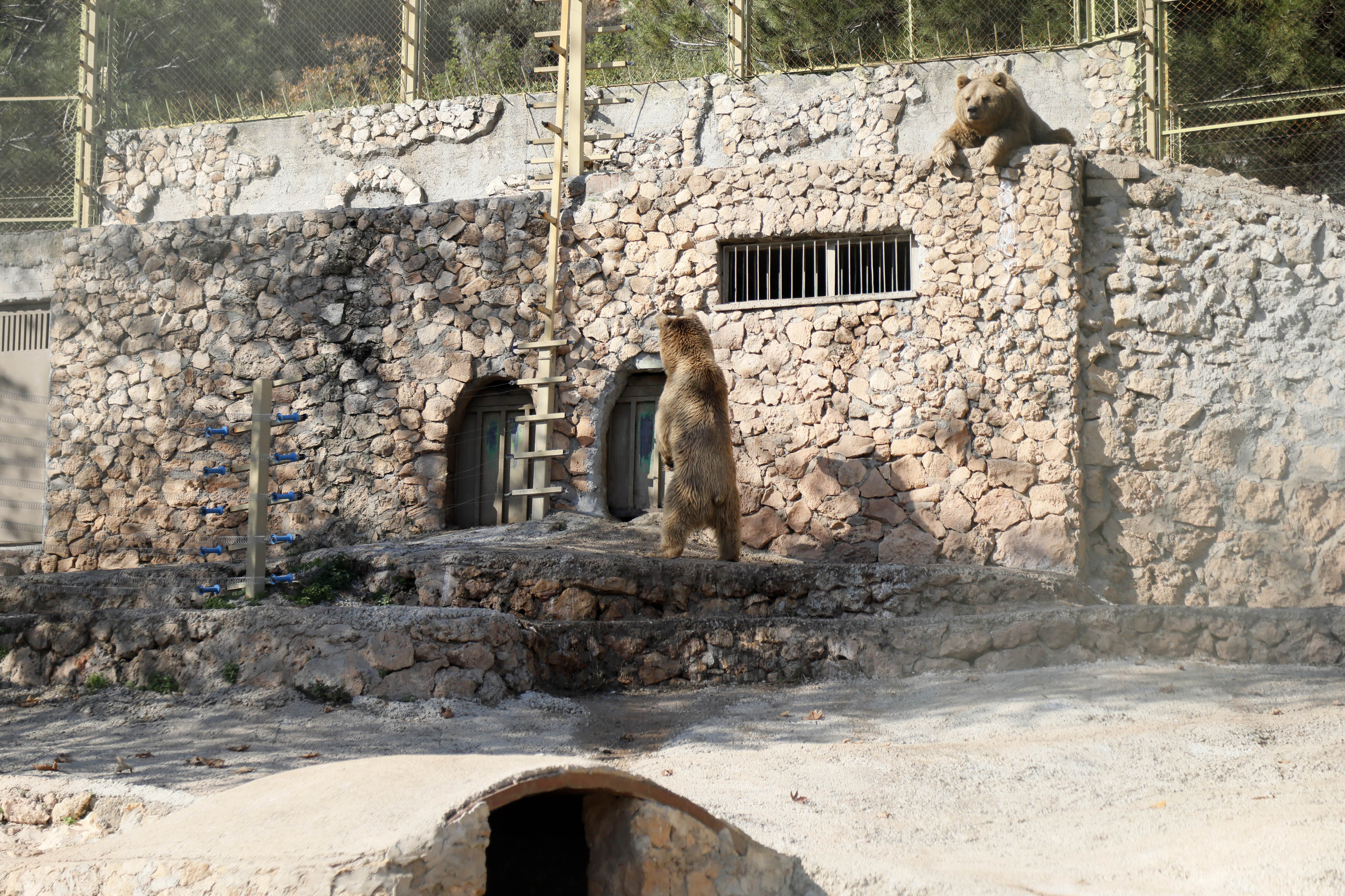 Antalya Hayvanat Bahcesindeki Hayvanlarda Yazdan Kalma Gunler Stresi 1973 Dhaphoto7