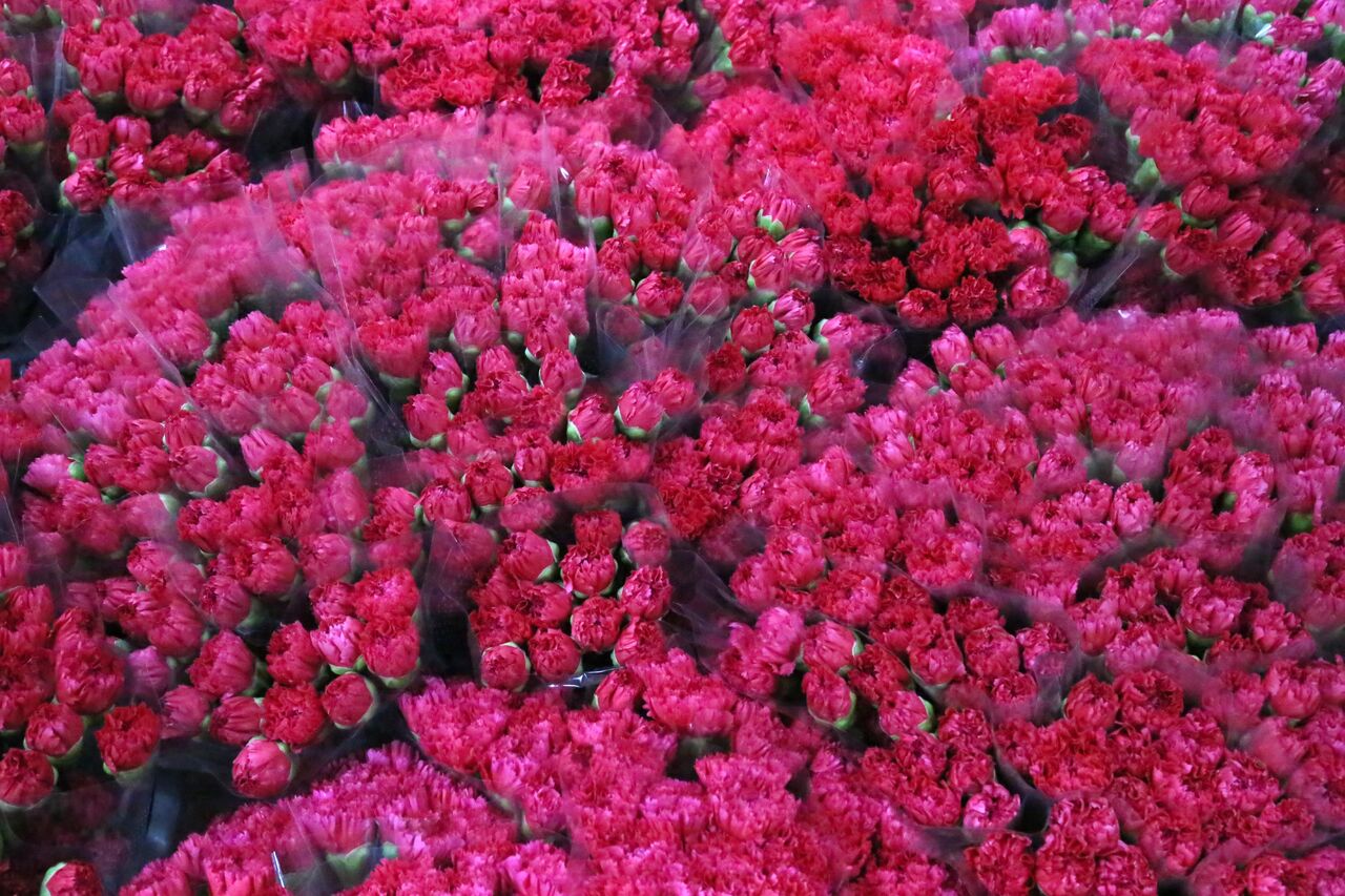 Avrupaya 7 Milyon Dolarlik Sevgililer Gunu Karanfili 5869 Dhaphoto4