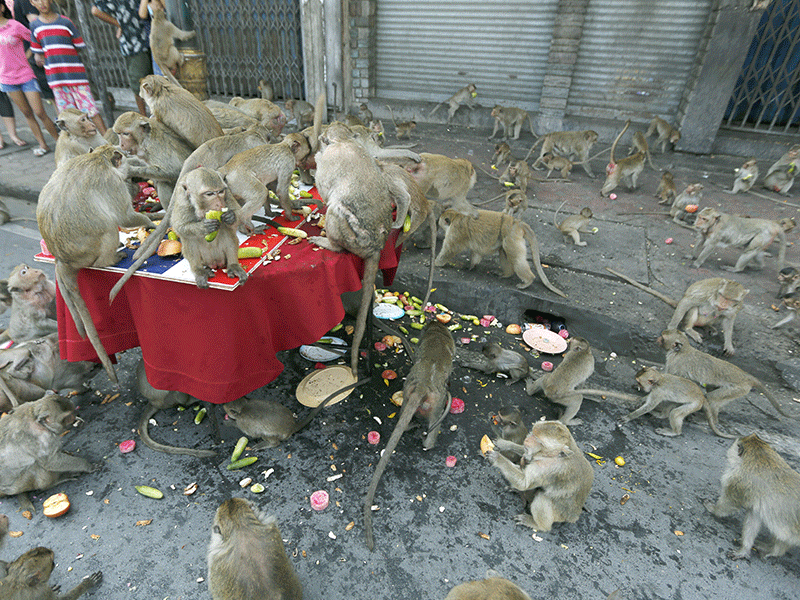 Maymunlar şehri istila etti