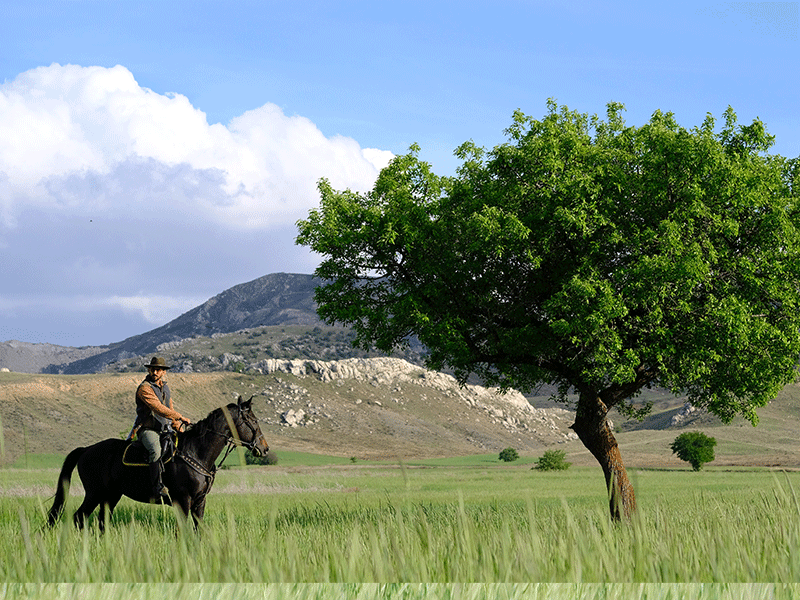 Yılsafasfa