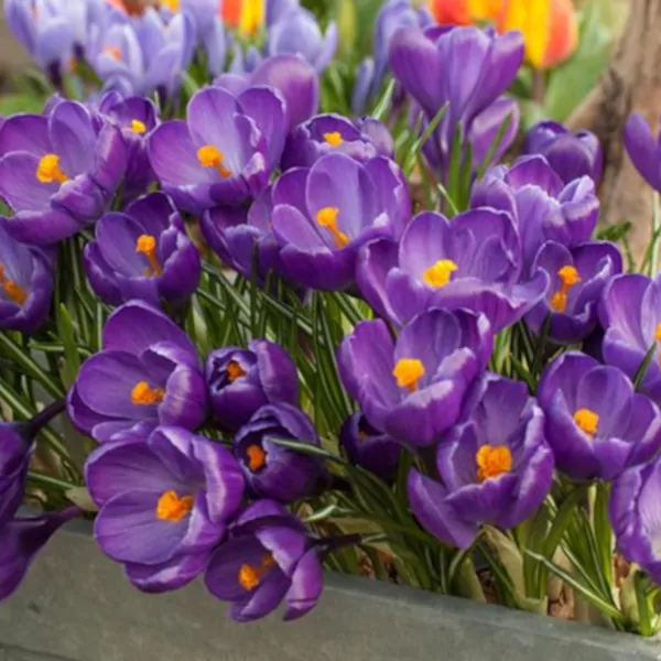 Crocus Safran Sogani