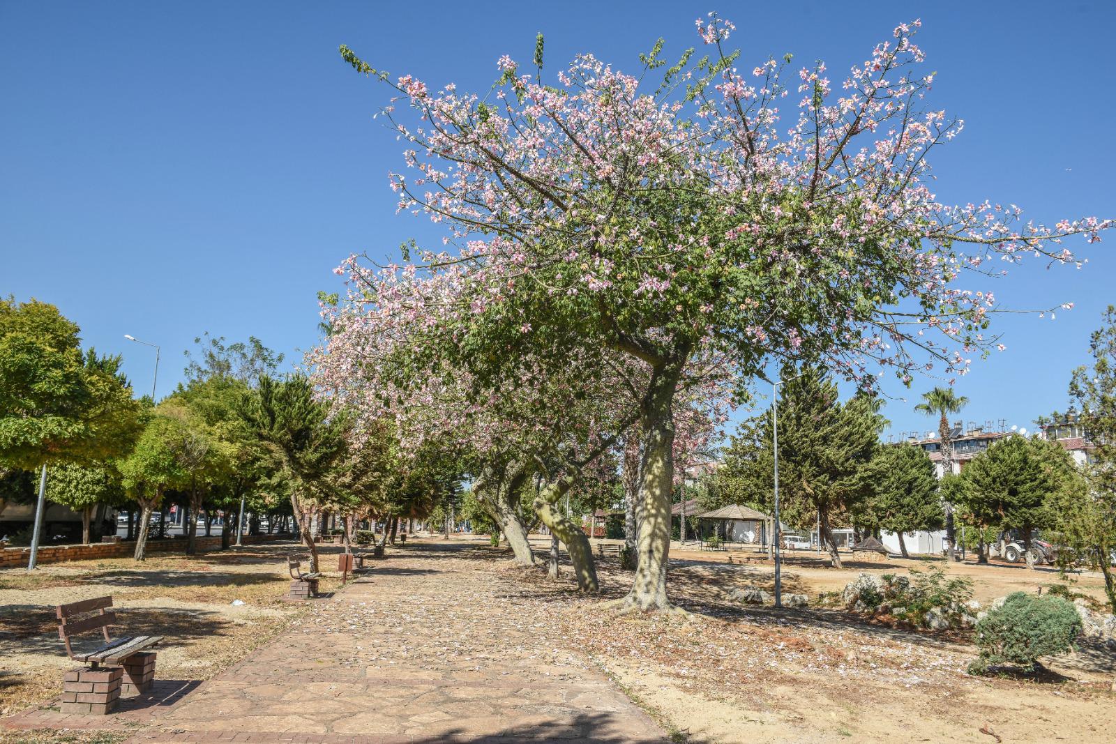 Kepez, Sakarya Parkini Guzellestiriyor 4