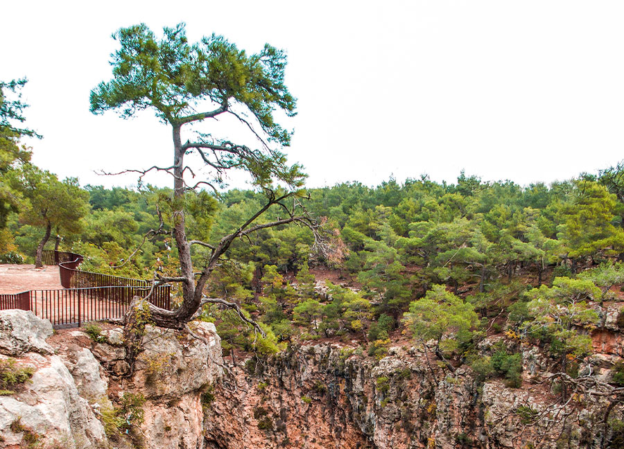 Antalya Guver Ucurumu Kanyonu Agac