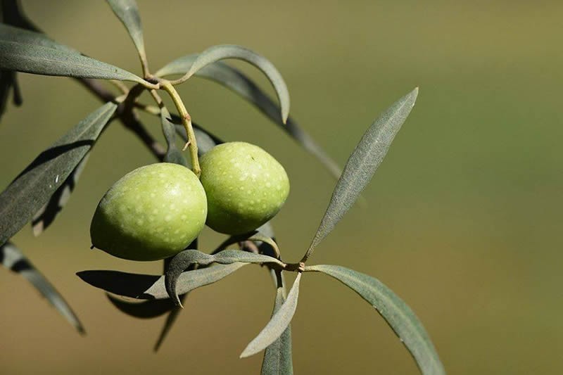 Zeyti̇n Kurma,