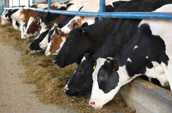 Depositphotos 19771541 Stock Photo Cows On Farm