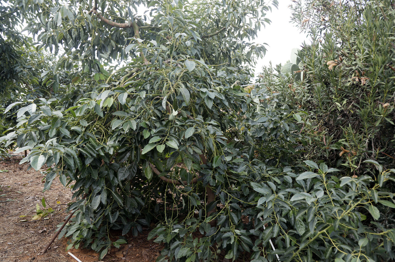 D E N E M E A M A C I Y L A D I K I L D I Y I L D A 21 B I N T O 556089 164796