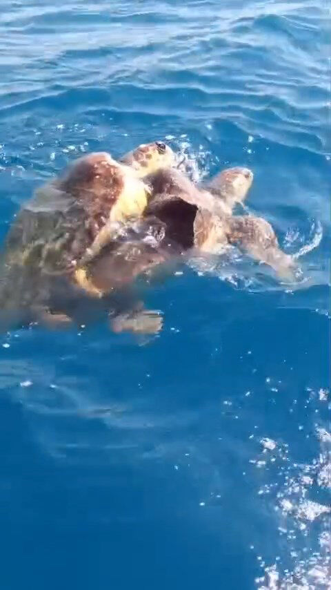 C A R E T T A L A R I N C I F T L E S M E D O N E M I B A S L A D I 607957 179973