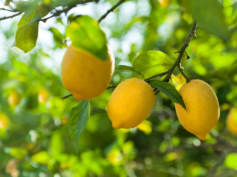Limonun Faydalari Nelerdir Nasil Kullanilir 8E1482B0 Cbf3 4Ef6 Acfd Eb6F5C49F9Bc