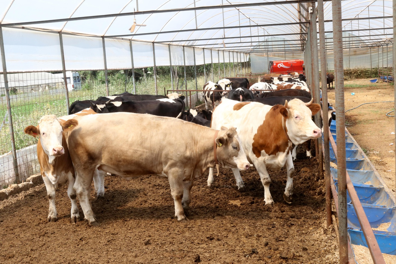 A N T A L Y A D A K U R B A N P A Z A R L A R I N D A H A R E K E T L 715116 211573