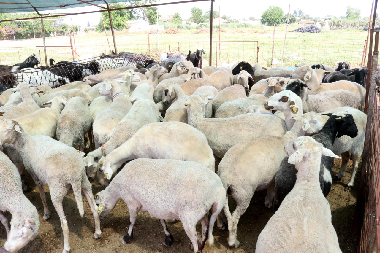 A N T A L Y A D A K U R B A N P A Z A R L A R I N D A H A R E K E T L 715117 211573