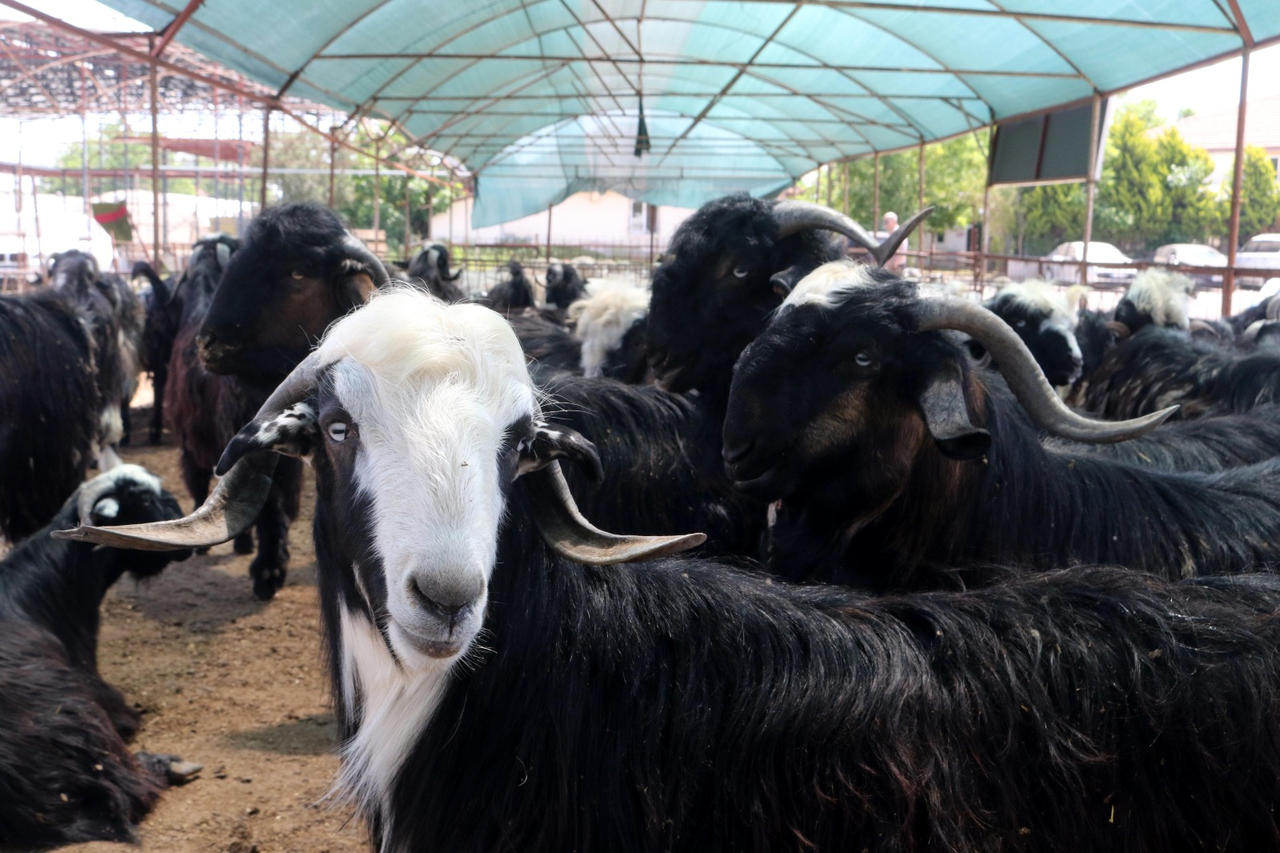 A N T A L Y A D A K U R B A N P A Z A R L A R I N D A H A R E K E T L 715120 211573