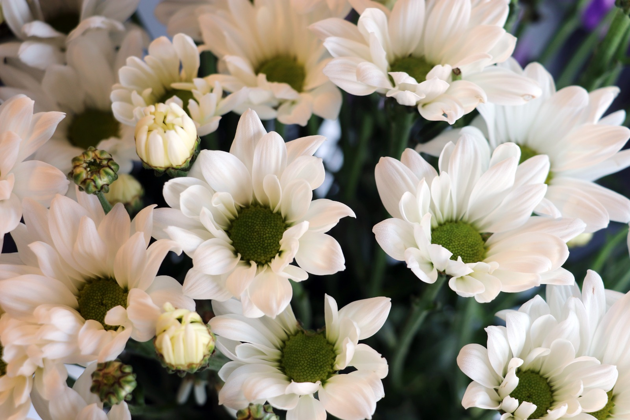 C I C E K C I L E R D E A N N E L E R G U N U H A R E K E T L I L I G I 698529 206833