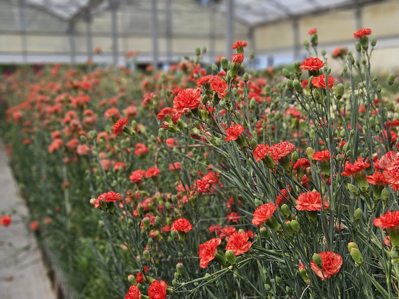 K A R A N F I L D E F U S A R I U M H A S T A L I G I N A K A R S I Y E 712993 210941