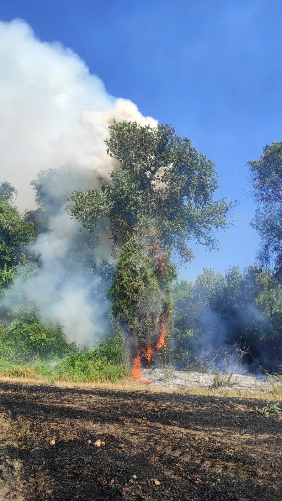 A N T A L Y A D A O R M A N Y A N G I N I (2) 780525 230747