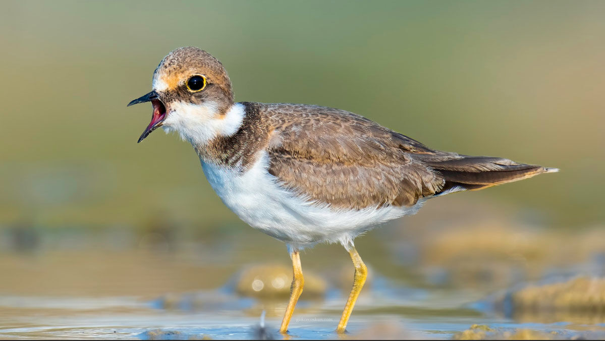 B O G A C A Y I N D A 220 K U S T U R U G O Z L E M L E N D I 779882 230546