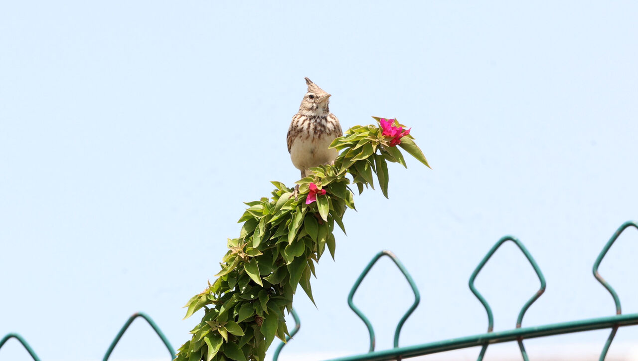 B O G A C A Y I N D A 220 K U S T U R U G O Z L E M L E N D I 779887 230546