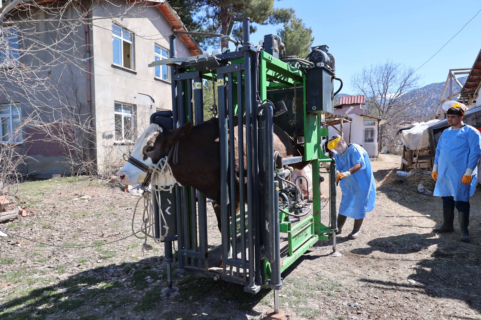 Büyükşehir'den Hayvancılığa Büyük Destek (6)