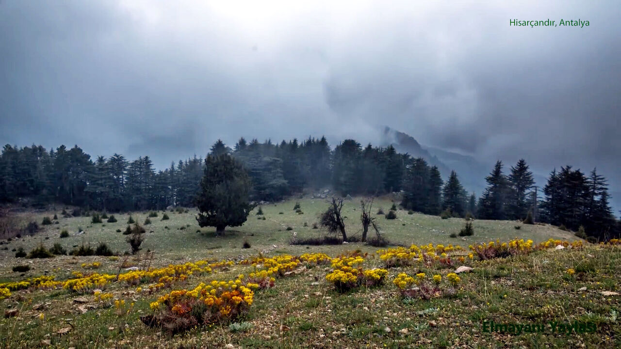 H I S A R C A N D I R D A O R M A N D A D I N A M I T T E H L I K E S I 774384 228870