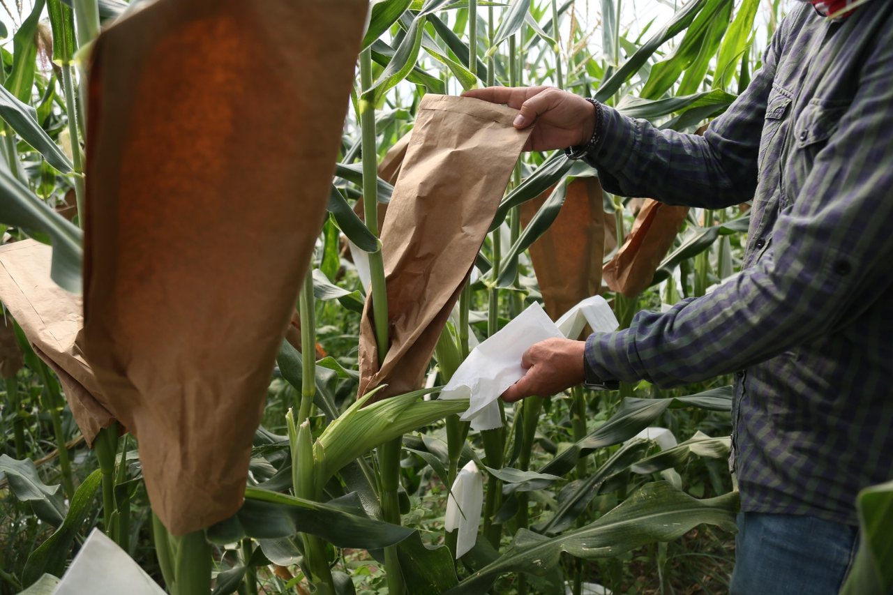 M I S I R D A K U R A K L I G A D A Y A N I K L I T U R I S L A H I N D 761133 224635