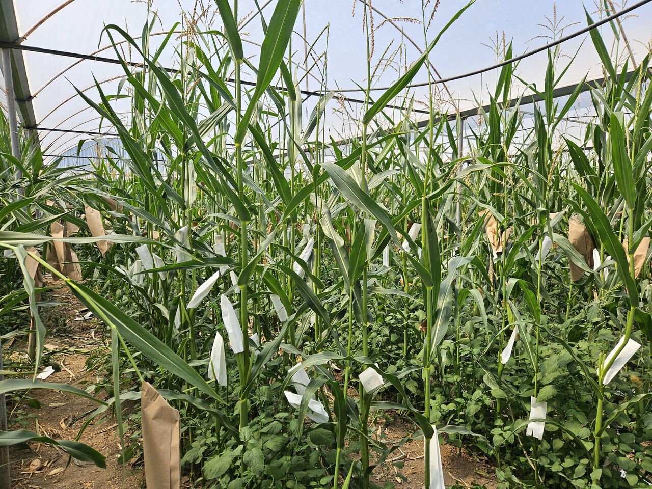 M I S I R D A K U R A K L I G A D A Y A N I K L I T U R I S L A H I N D 761134 224635