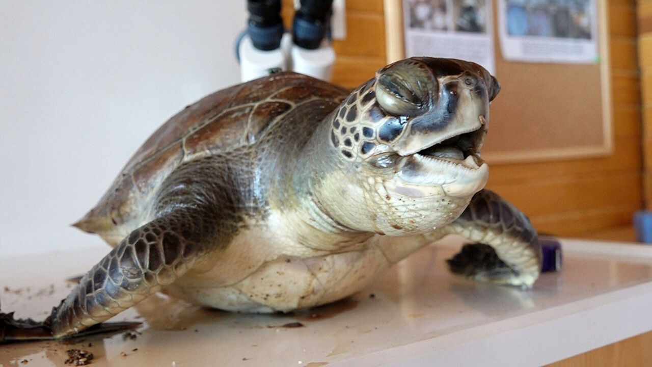 N E S L I T E H L I K E D E K I 2 D E N I Z K A P L U M B A G A S I O 775496 229208