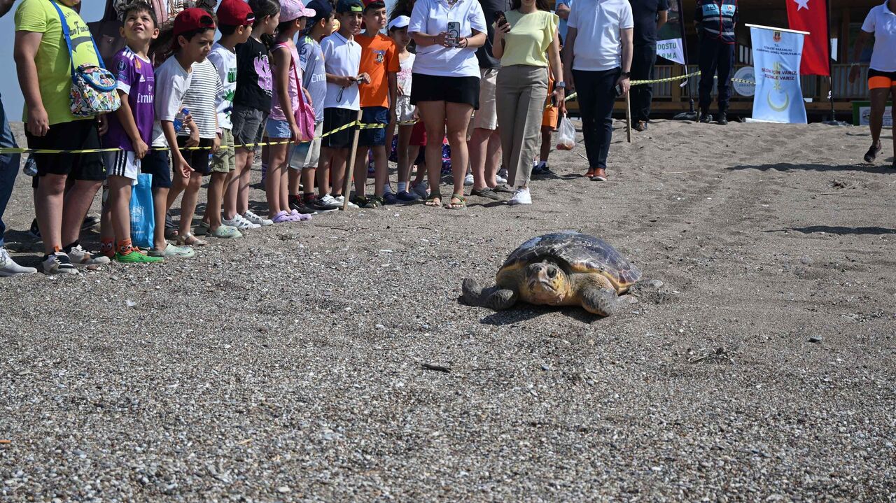 Yarali Bulunan Deniz Kaplumbagasi Tedavi 763841 225431 (1)