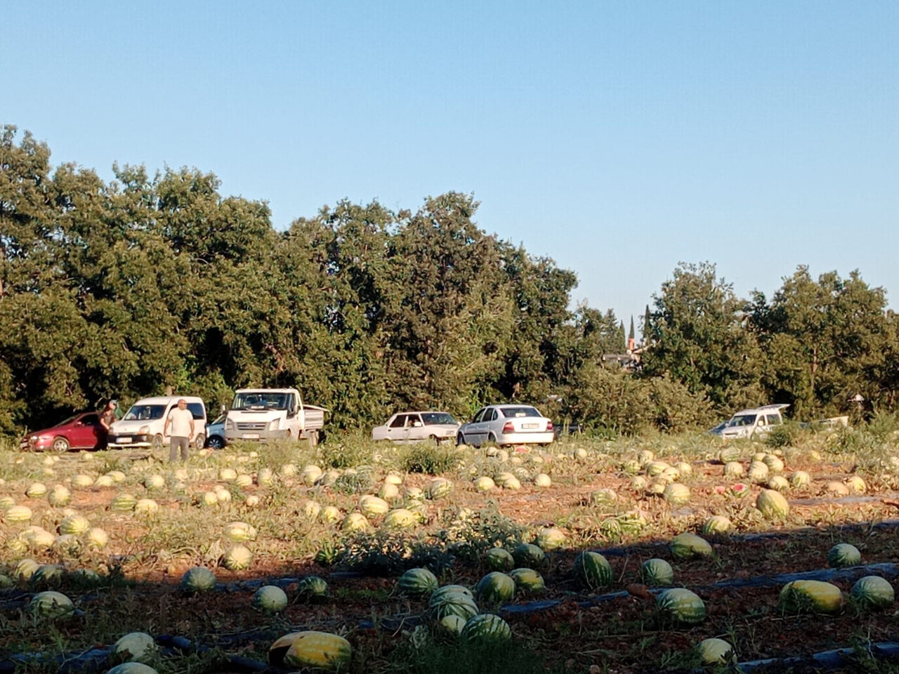 T A R L A D A K I 120 T O N K A R P U Z U N U H A Y R I N A D A G I 811707 240377