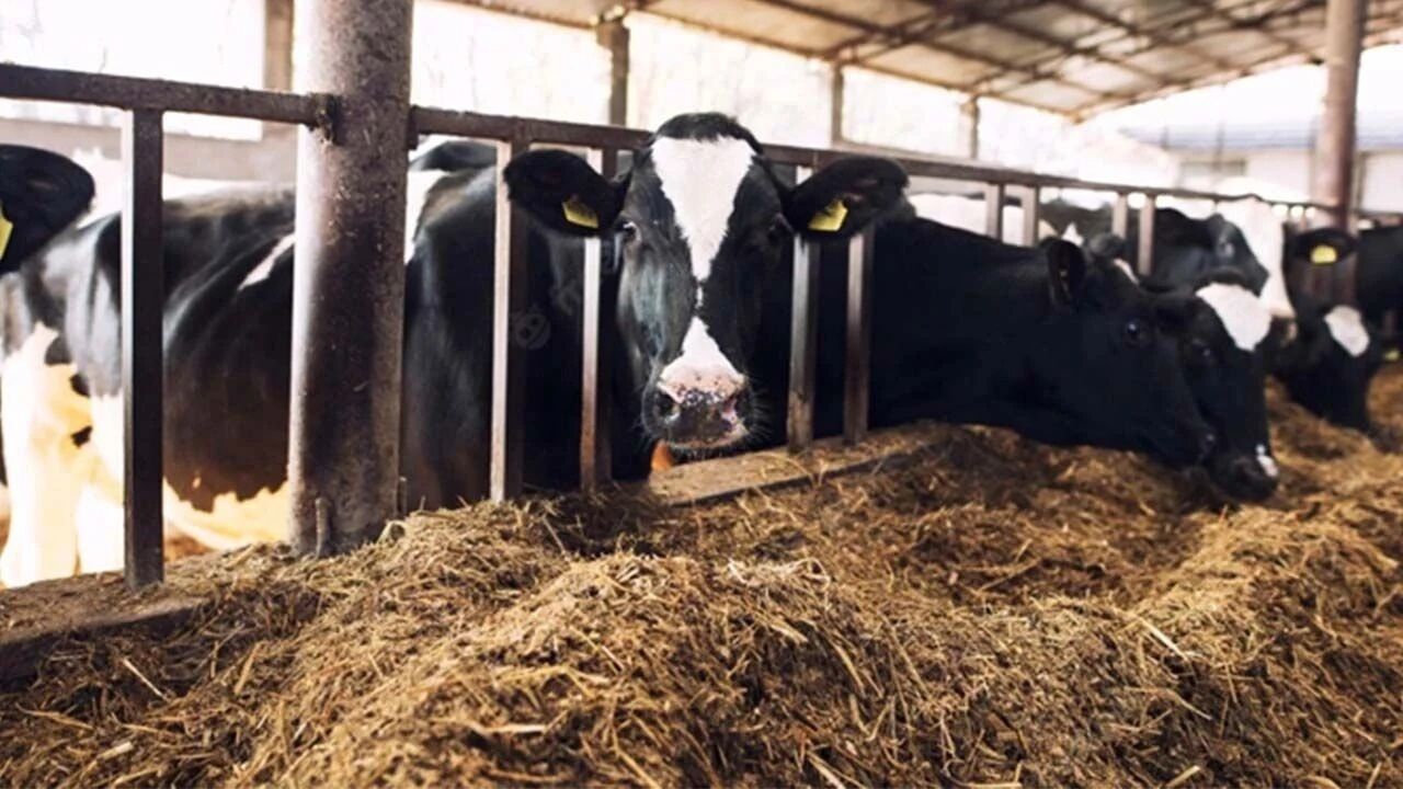 449D104B B0Ab 4Ca2 Ba08 B90C646C32Ee-1