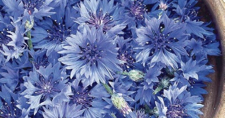 780X411 Peygamber Cicegi Binbir Derde Deva 1655494209300