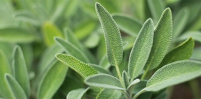 Adacayi Sage Ada Bitki 2